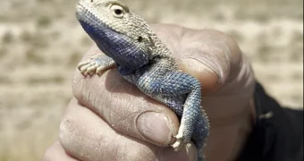 Мужчина в Мангистау устроил погоню за ящерицей и стал звездой Сети