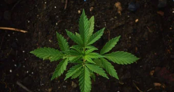 Легализация марихуаны: мнение психиатра из Мангистау