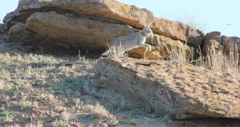 В Мангистау десятки зайцев из-за жары приблизились к человеку