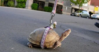 Что это ползет по улицам Астаны? Видео вызвало восторг