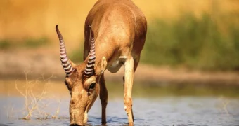 Казахстанские учёные придумали колбасу из сайгака: из чего она на самом деле сделана?
