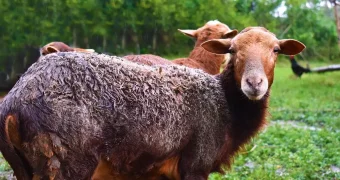 «Сначала бараны, потом — жена»: таджикский пастух рассказал о приоритетах местных