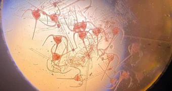 Чужеродная водоросль стремительно распространяется в Каспии