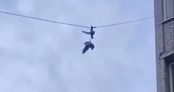 Запутавшихся в проводах птиц спасли сотрудники МЧС Казахстана