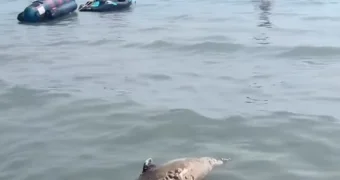 Неприятная находка в Актау: рядом с купающимися всплыл мёртвый тюлень