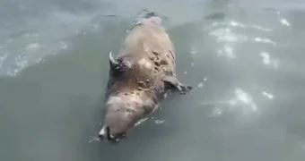 В Актау утилизировали тушу тюленя — взять пробы не удалось