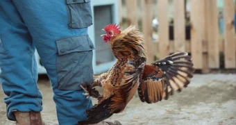 Смерть на арене: мужчина погиб от удара бойцовского петуха