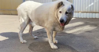 Умер самый толстый пес России весом 100 кг