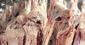 Что на самом деле продают под видом мяса сайгака в Казахстане — и стоит ли это есть