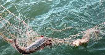 В акватории Каспия за месяц пресекли более полусотни фактов браконьерства