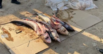 Пресечено более 50 фактов браконьерства на Каспии