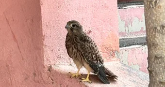 В одном из дворов Актау нашли птенца пустельги