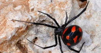 В Актау в подъездах жилых домов заметили каракуртов