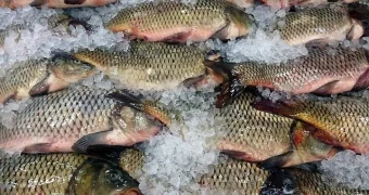 В Казахстане резко выросли цены на сазана и белугу