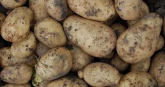 Картофель под угрозой дефицита: мнение агрария из Северо-Казахстанской области