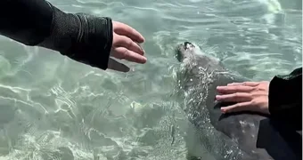 В Актау тюлень подплыл к отдыхающим и позволил себя погладить