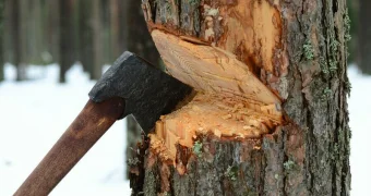 Казахстан вводит жёсткие меры защиты обычных деревьев и кустарников - запреты и наказания