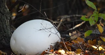 Россиянка нашла в лесу гигантский деликатес