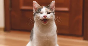 Исследование показало, что у кошек развивается деменция так же, как и у людей