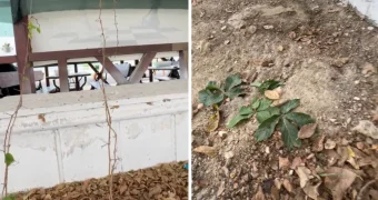 Зверьё атакует: вандалы уничтожили зеленые насаждения на набережной в Актау