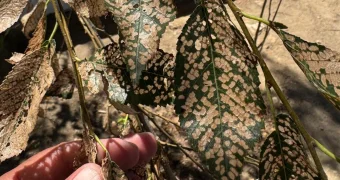 Тля работает эффективнее озеленителий - жители сообщают о массовой гибели карагачей в Актау