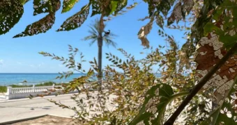 Гибель карагачей под контролем: зараженные деревья будут спиливать в Актау