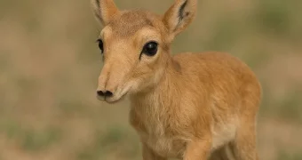 Сайгачатина поступила в продажу – есть ли спрос в Мангистау