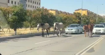 Затор произошел на проезжей части из-за лошадей в Актау