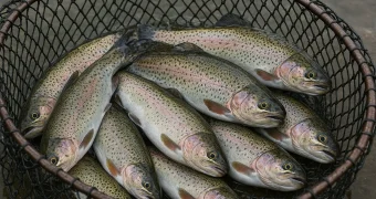 В Мангистау обещают начать выращивать форель в Каспийском море