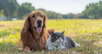 Кинолог рассказал, с какими страхами помогают бороться собаки