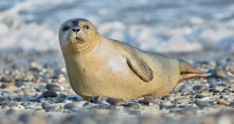 В Мангистау рассказали о трёх этапах охраны каспийских тюленей