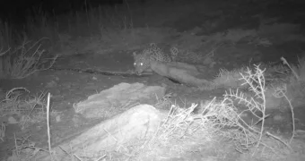 В Мангистау переднеазиатский леопард снова попал в объектив фотоловушки