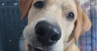 В Актау собака спасла тонувшую девочку ценой своей жизни