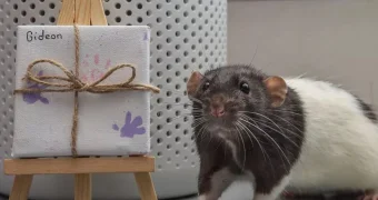 Женщина продает картины, которые рисуют ее домашние крысы