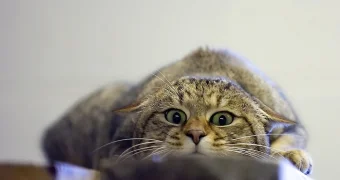 Как кошки предчувствуют беду и предупреждают хозяев: 5 тревожных сигналов