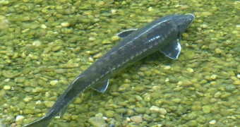 Почти полтонны осетра изъяли у браконьера в Мангистау