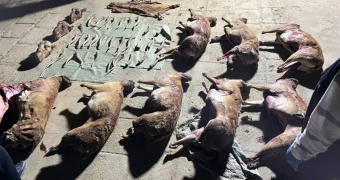 Нелегальный склад сайги нашли во дворе дома жителя Мангистау