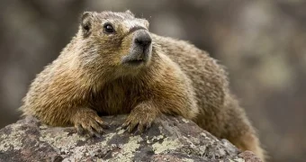 Сурок украл ключи от машины и спрятал их в норе