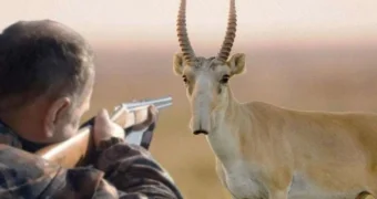 Сайгачье мясо в Актау – как идет торговля