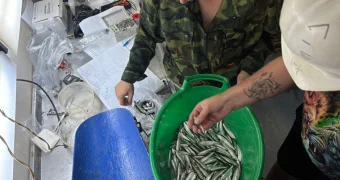 Сколько кильки осталось в Каспийском море - ученые занялись подсчётом