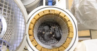 75 мышей и 1,5 тысячи мух отправились в космос с Байконура