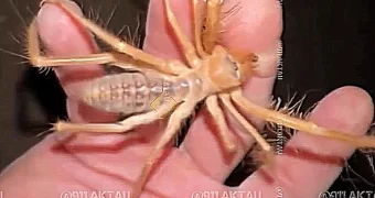 Жуткое паукообразное обсуждают в Сети жители Мангистау