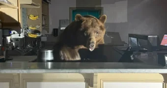 Понравилось клубничное: медведь в Калифорнии устроил «налет» на кафе-мороженое