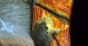 В Алматы крысы устроили пир прямо на витрине с самсой на глазах у прохожих (видео)