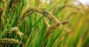 В Казахстане выведен новый сорт риса «Сыр Сұлуы»