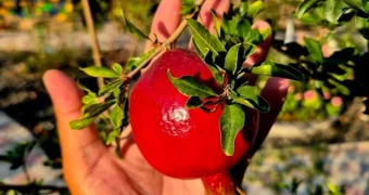 «Главное - с любовью»: гранаты и миндаль выращивает житель Актау в своем дворе