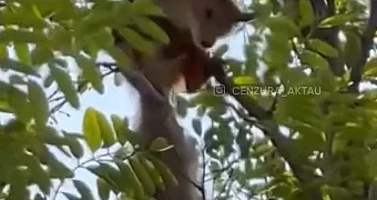 Лесной гость в центре города: белка в Актау стала звездой соцсетей
