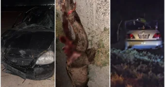 Два автомобиля врезались в верблюда на трассе Жетыбай – Актау: одна пострадавшая в больнице