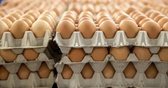 Яйца на вес золота? Статистика показывает тревожные цифры по Казахстану