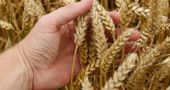 Ученые из США создали пшеницу, которая стимулирует собственное удобрение